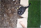 my cat Misery