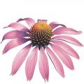 The Skinny On: Echinacea