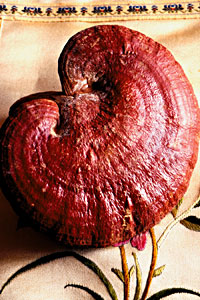 Medicinal Mushrooms