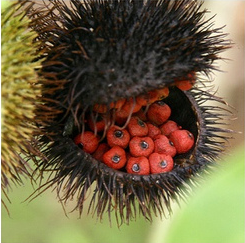 Annatto:  It's in My Food, But What is it?
