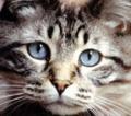 Fittingly Mad:  Pets On Board