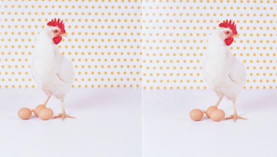 Should Cloned Animal Products Be Labelled?