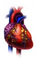 Take Care of Your Heart