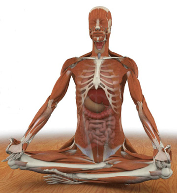 Weekend Reading: The Key Muscles of Hatha Yoga