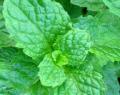The Skinny On: Peppermint