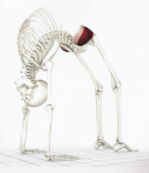 skeleton.fullwheel skeleton.fullwheel