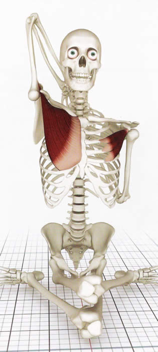 skeleton_1 skeleton_1
