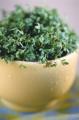 Thyme Is On My Side: Health Benefits of a Common Herb