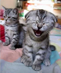 Are Yawns Contagious?