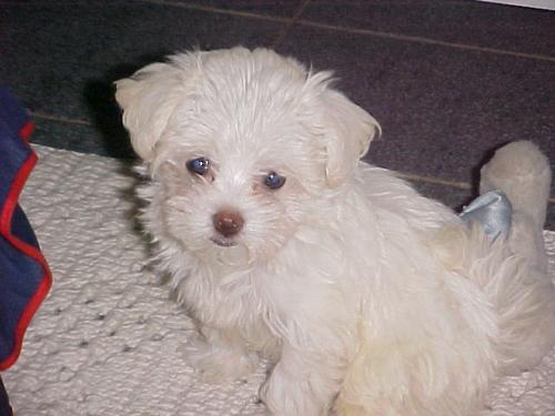 Pet of the Week!