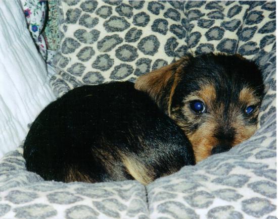 R.I.P. Gizmo