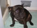 Monday's Pet of the Week!