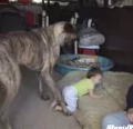 Dog Babysitter