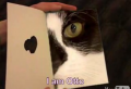 Otto the Cat Is Looking For Love in All the Wrong Places