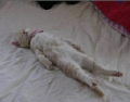 How Curiosity Killed The Cat
