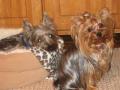 Pets of the Week!