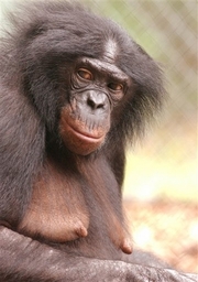 Ape Engages in Monkey Business