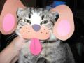 My Cat Hates You