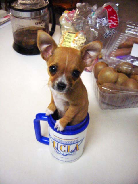 What Is This Teacup Chihuahua Doing?