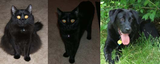 Pets of the Week!