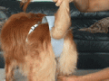 Product of the Day: Anti-Flatulence Dog Thong
