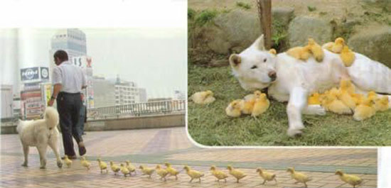 More Interspecies Love