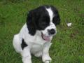Friday's Pet of the Week!