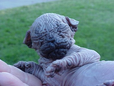 A face only a mother could love?