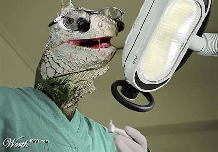 lizarddentist lizarddentist