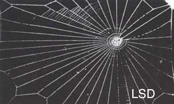 lsd lsd