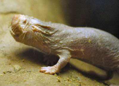 mole3 mole3