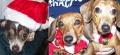 Friday's Pets of the Week!