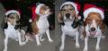 Monday's Pets of the Week!