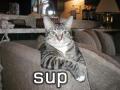 Chill Kitty