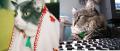 Friday's Pets of the Week!