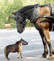 Thumbelina: The World's Smallest Horse
