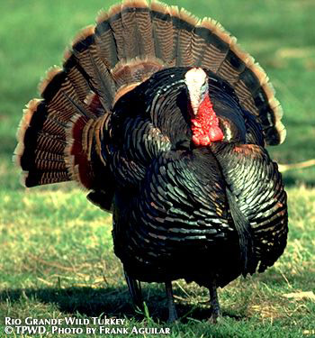 The Wild Turkey Whisperer
