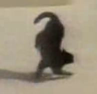 The Whole Kitten Kaboodle In One Video!