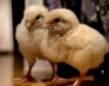 Chick Drama!