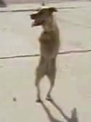 Update: Faith, the Two-Legged Dog