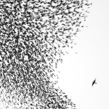 Songs of the Day: New Wilco Tracks Off Sky Blue Sky