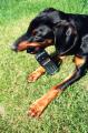 Dogs Trained To Steal Cell Phones!