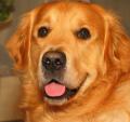 How To Remove Glowing Eyes From Pet Pics