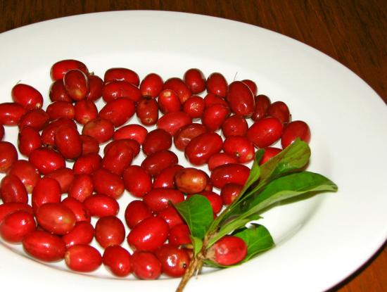 Miracle Fruit Will Get Your Taste Buds High
