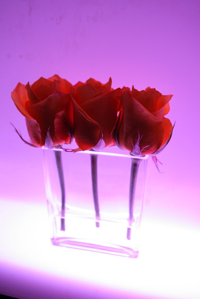widownload-27