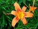tiger_lily22 tiger_lily22