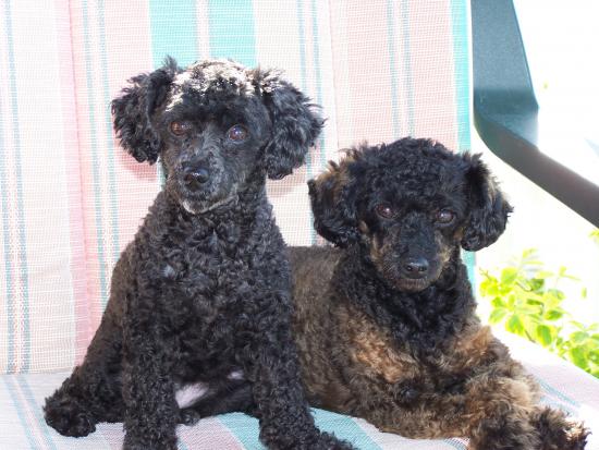 My Girls - Angel and Zoe