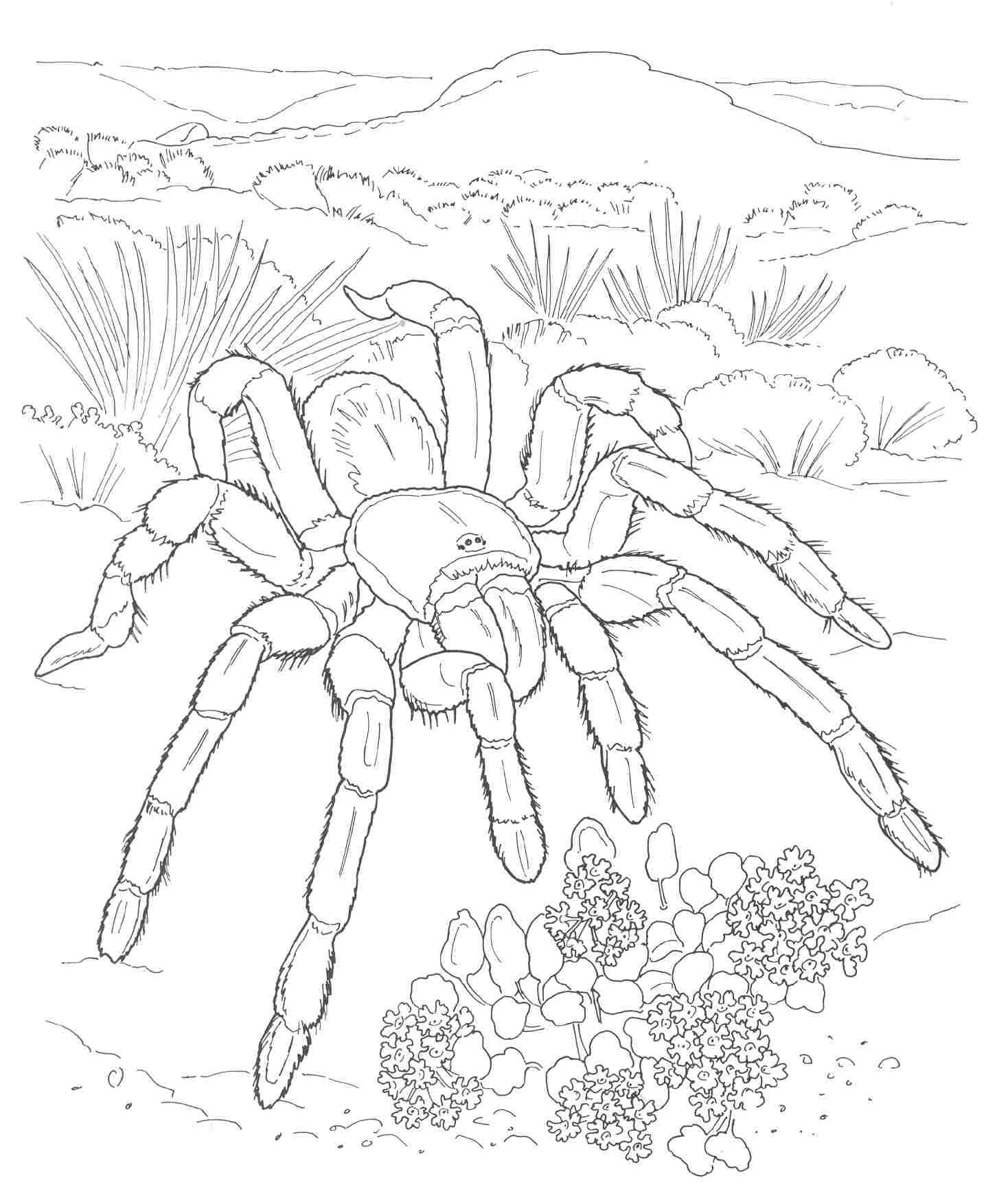 Coloring Pages Of Desert Animals 7